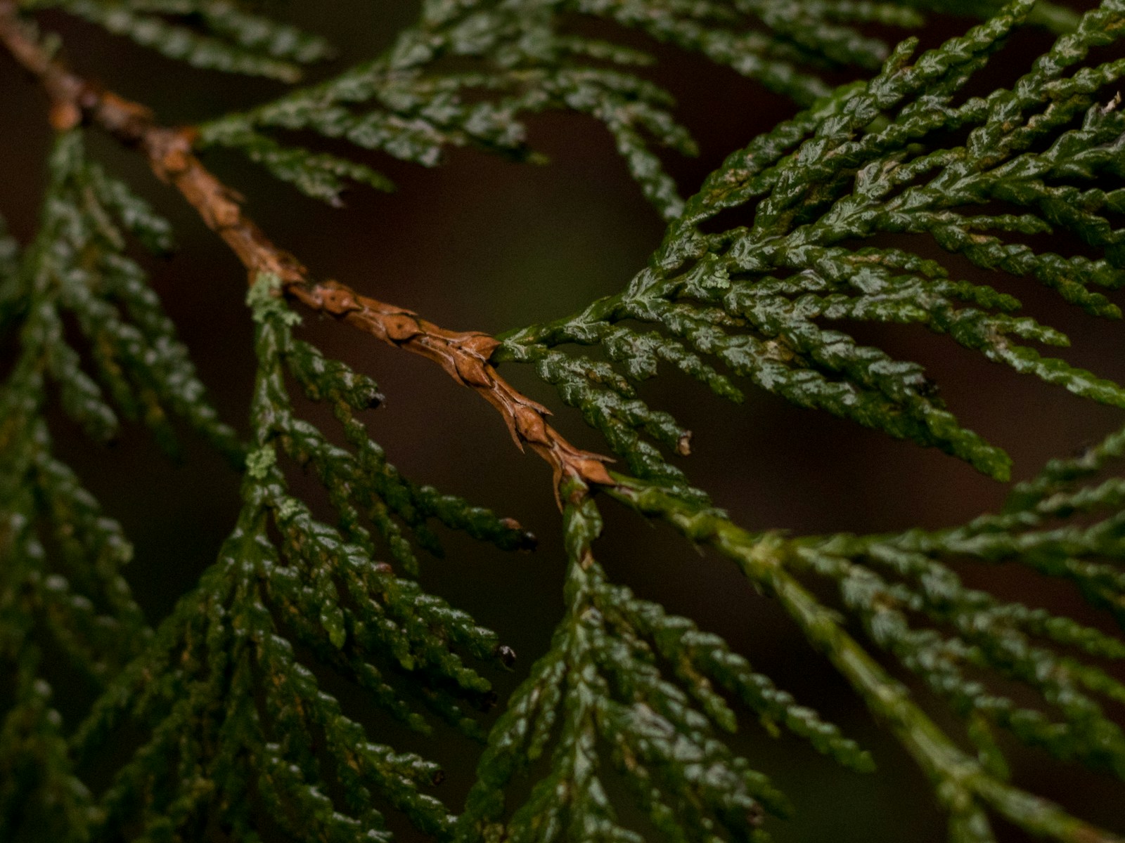 conifer