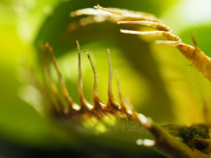 American Carnivorous Plant