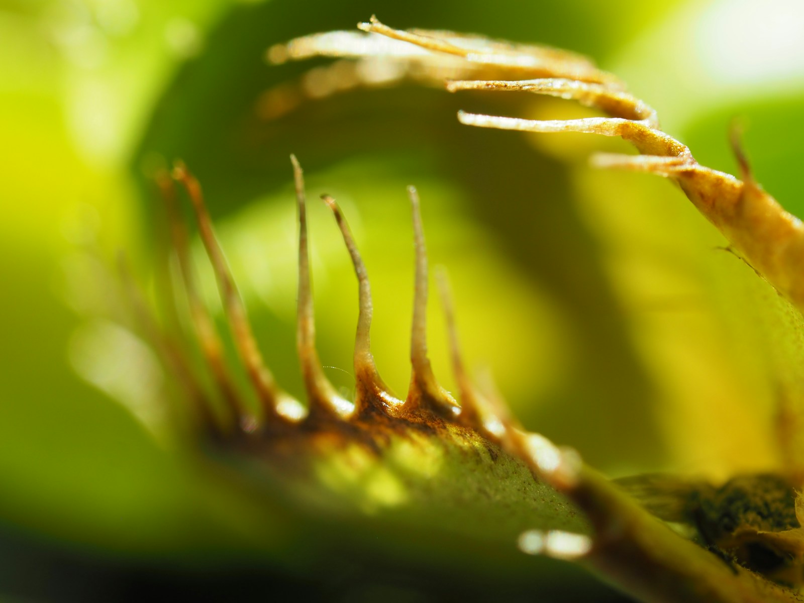 American Carnivorous Plant