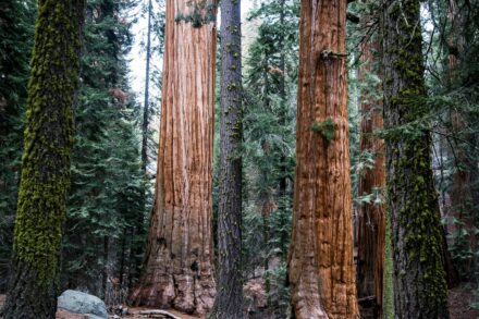 Sequoia Costeira