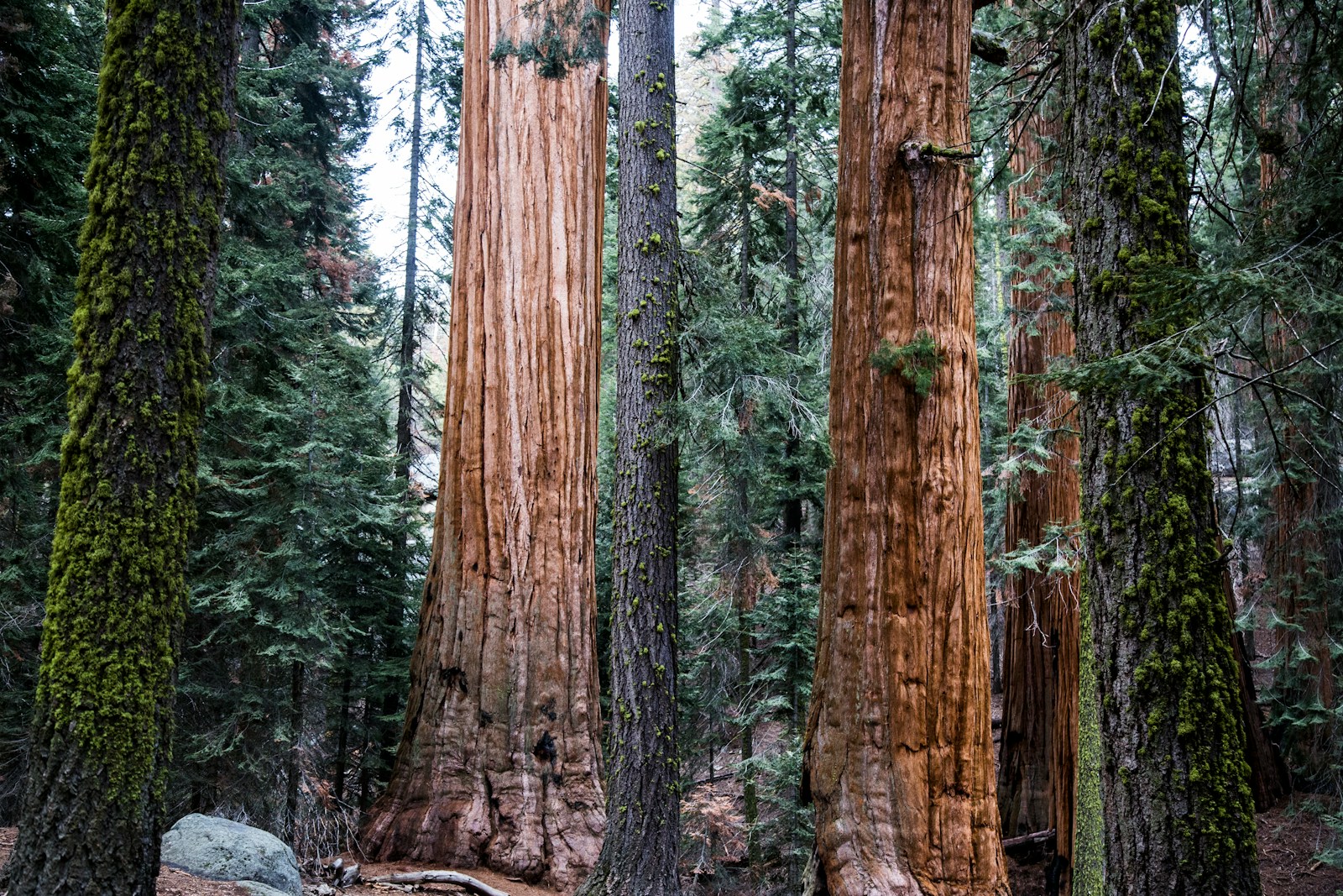 Sequoia Costeira