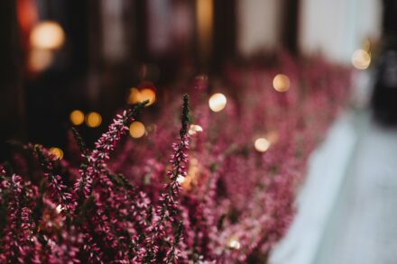 Thymus vulgaris