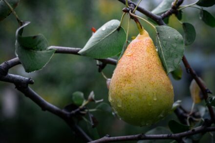 pear