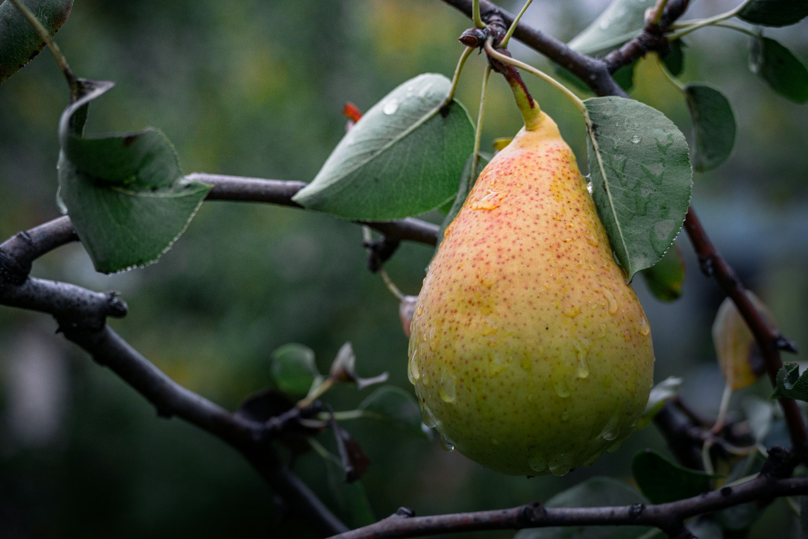 pear