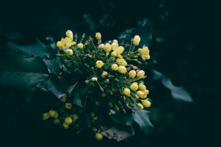 Oregon Grape