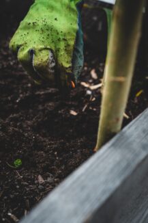 seed