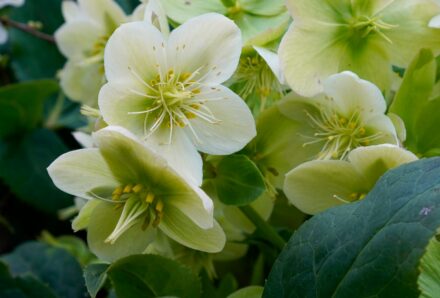 Hellebores