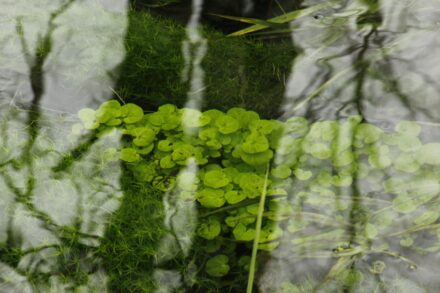 Creeping Jenny