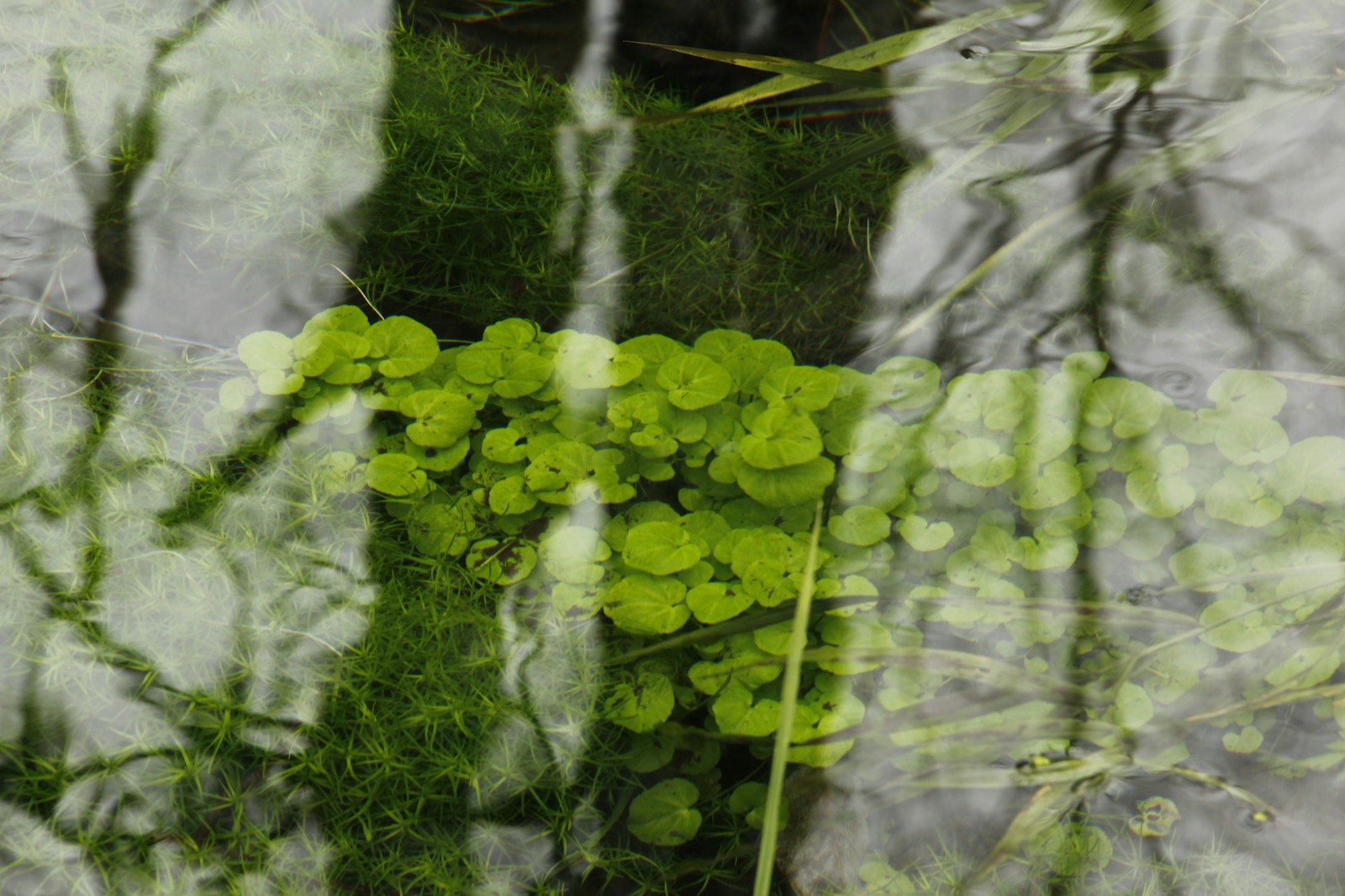 Creeping Jenny