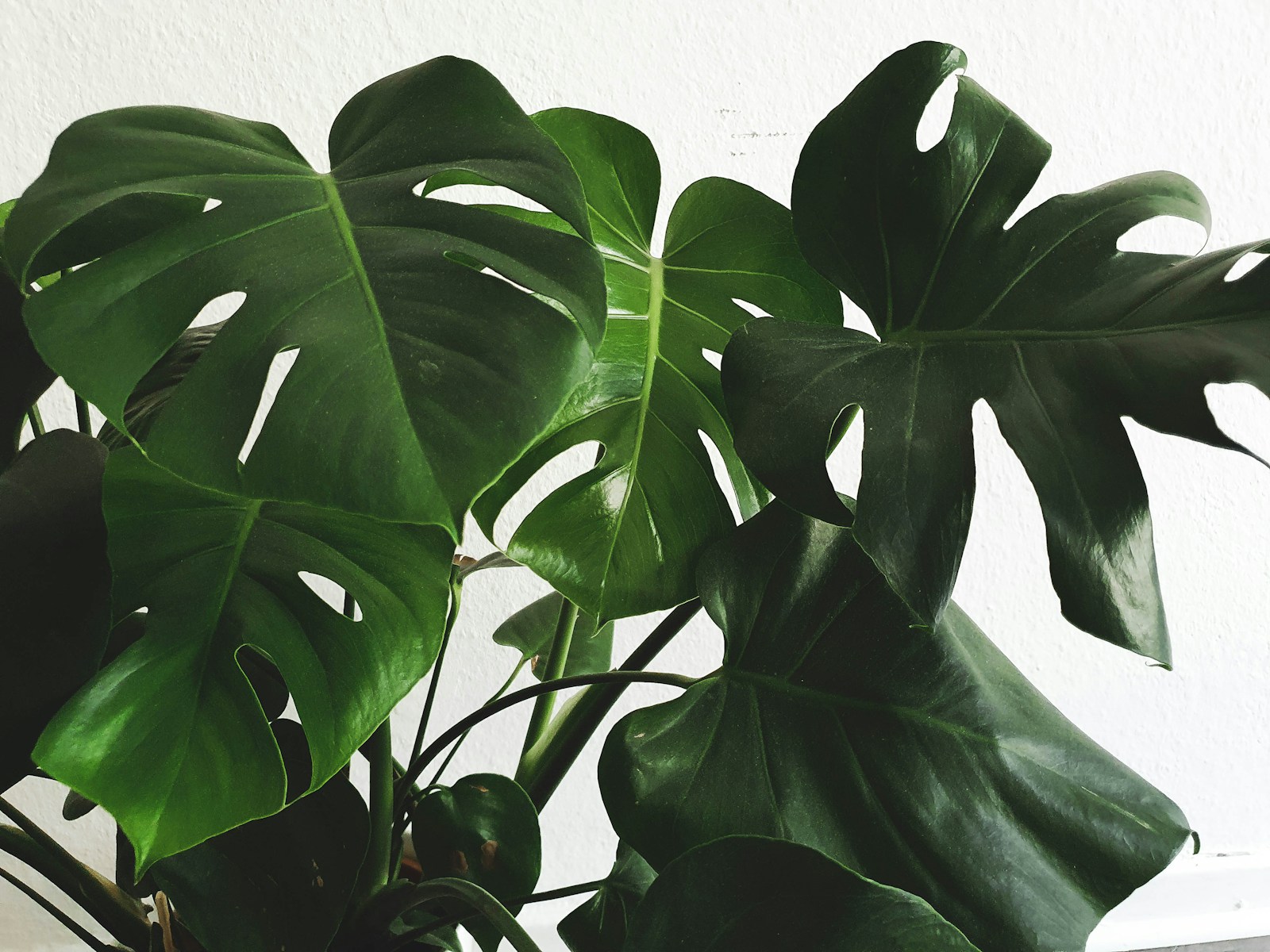 Monstera Adansonii