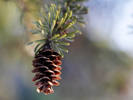 Pine