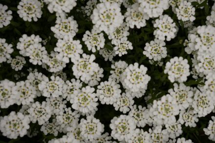 Candytuft