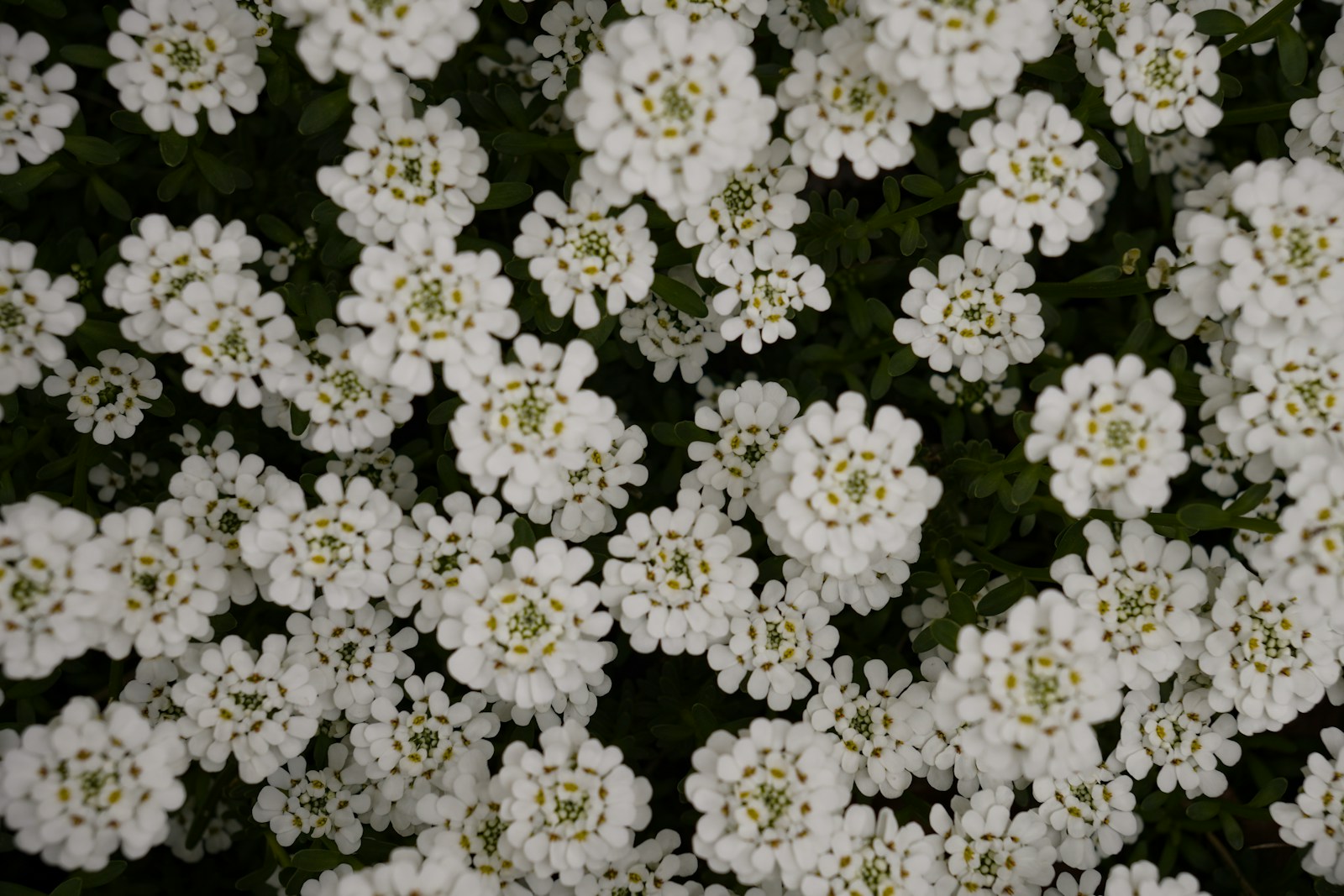 Candytuft