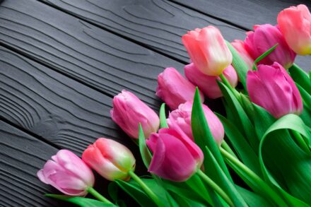 tulip