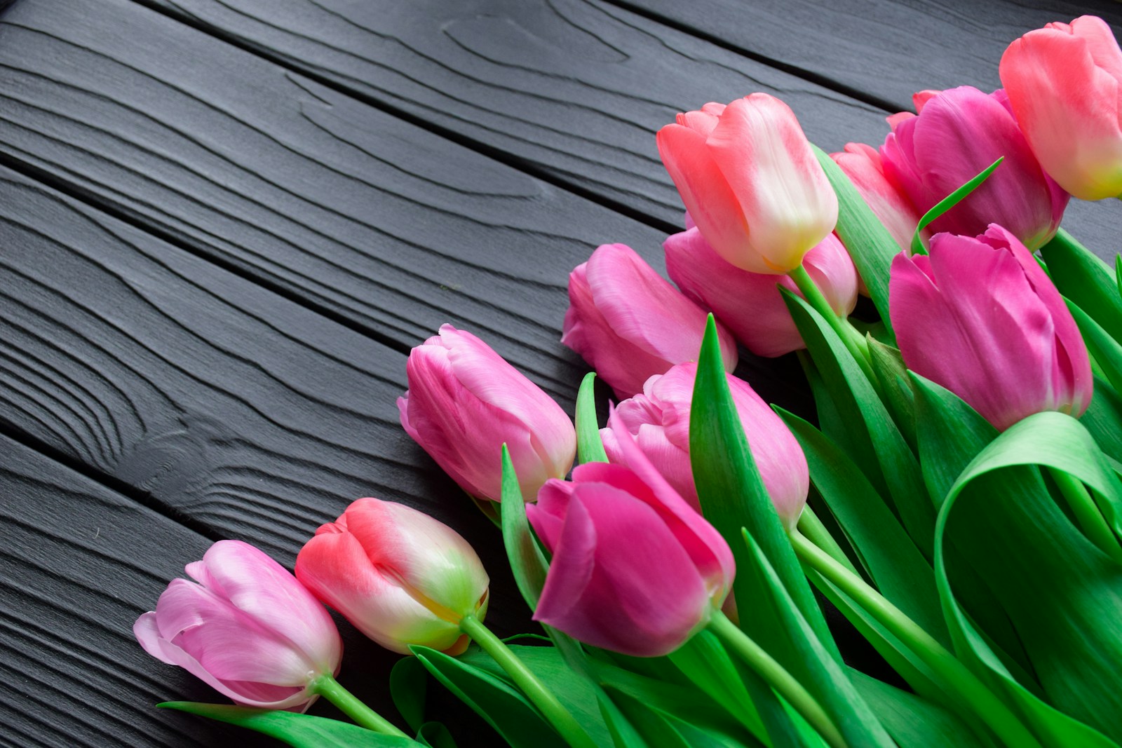 tulip