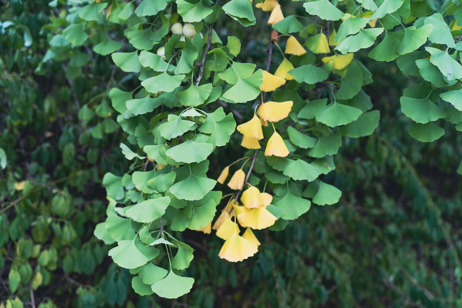 ginkgo
