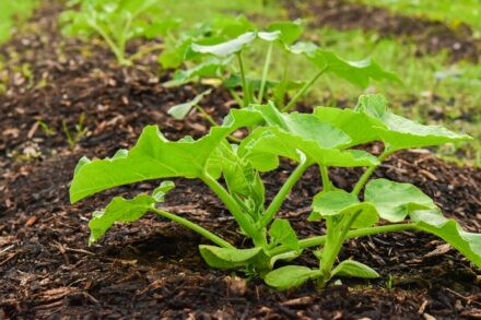 pumpkin plants