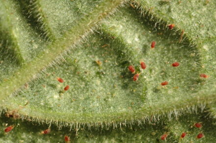 spider mite