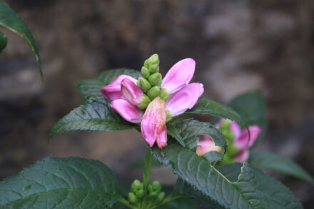 Chelone