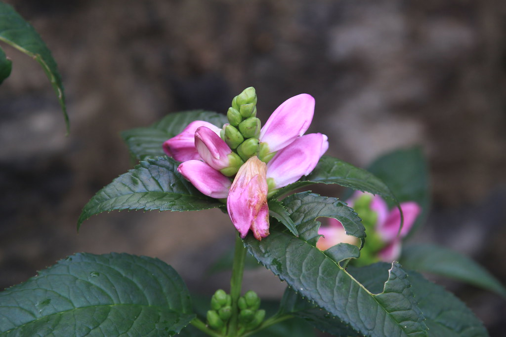 Chelone