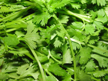 coriander