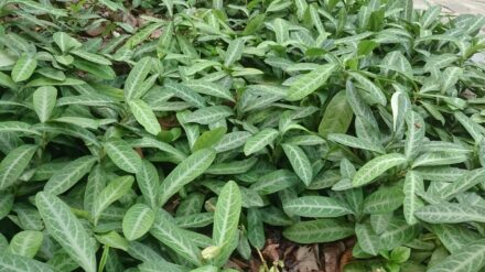 Dragon Tongue
