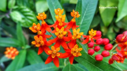 Milkweed