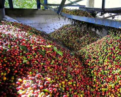 Arabica Coffee