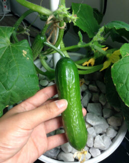 Cucumber