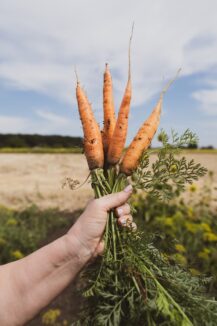 carrott