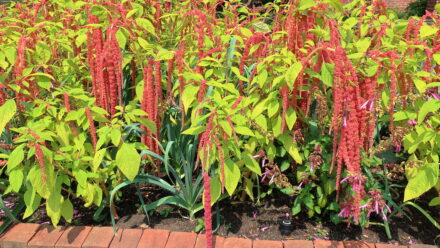 Coral Fountain