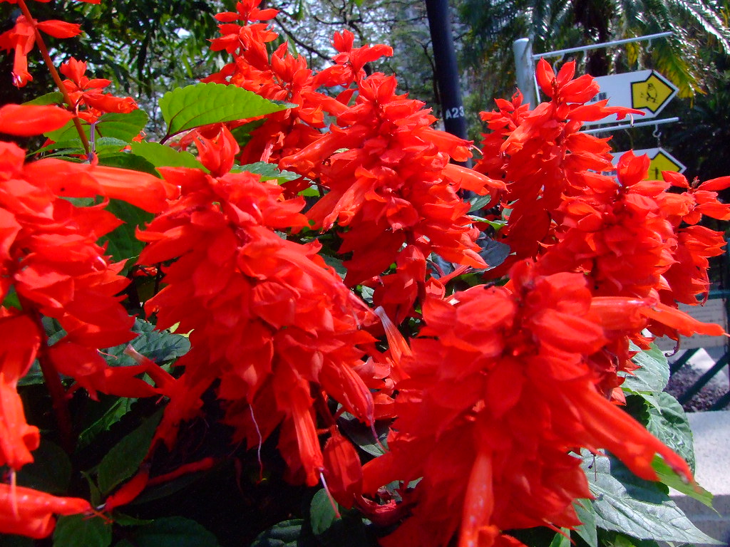 Salvia splendens