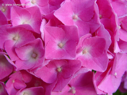 hortensia