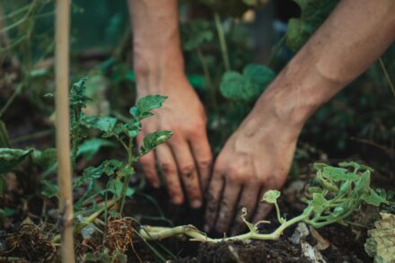 soil