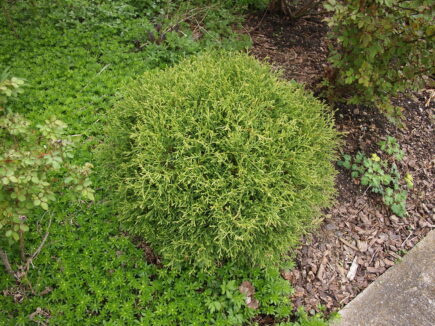 Arborvitae