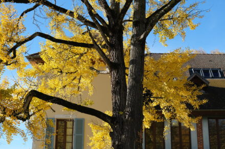 ginkgo