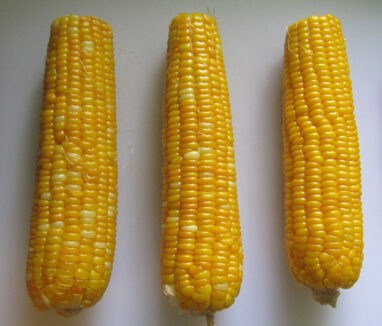 corn