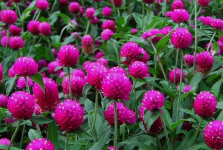 Gomphrena