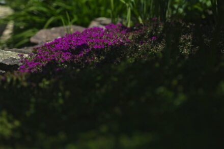 creeping thyme