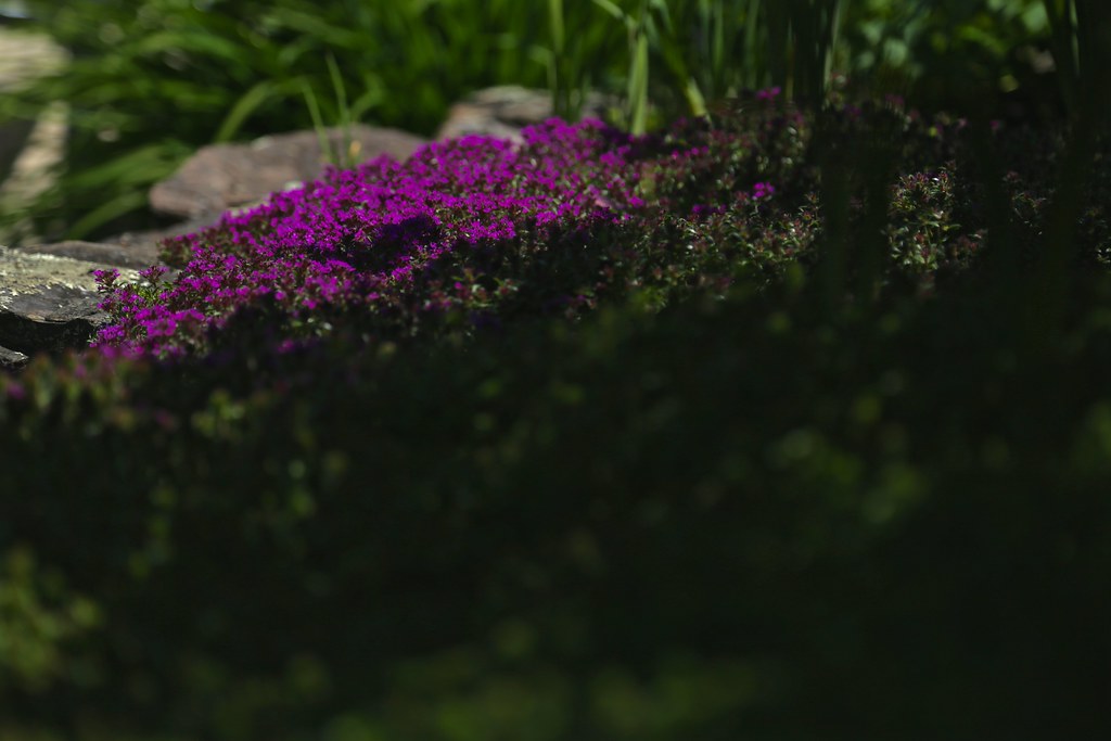 creeping thyme