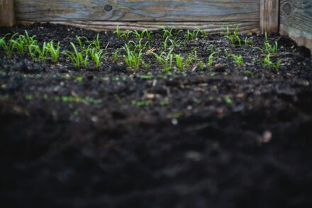 soil
