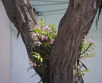 Orquídeas