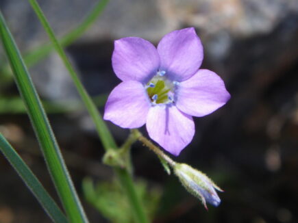 gilia