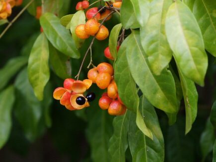 fruiting tree