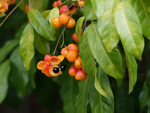 fruiting tree