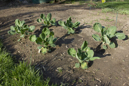 brussels sprouts