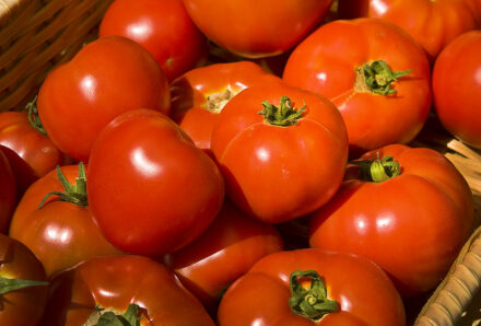 tomato 