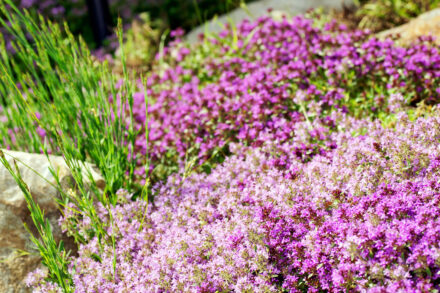 creeping thyme