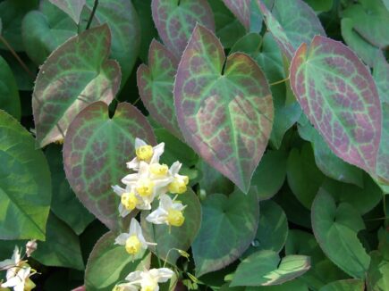 Epimedium