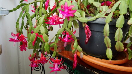 Christmas cacti